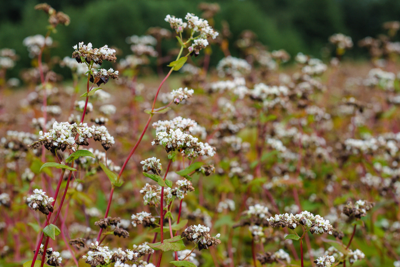 buckwheat plant flowering in the wild