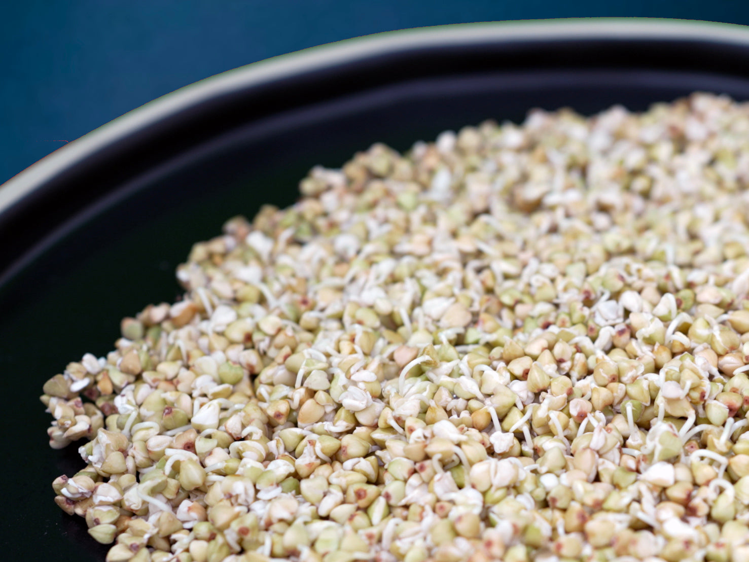 Plate of fresh buckwheat sprouts