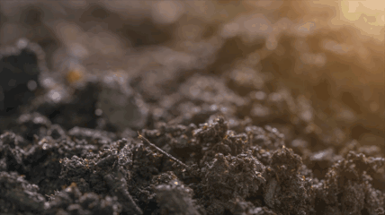 Sprouting seeds growing gif